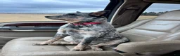 Australian Cattle Dog dogs for sale: Kayce - Ad 24