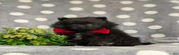 Pomeranian dogs for sale: Malloy 9 lbs Full Grown - Ad 3