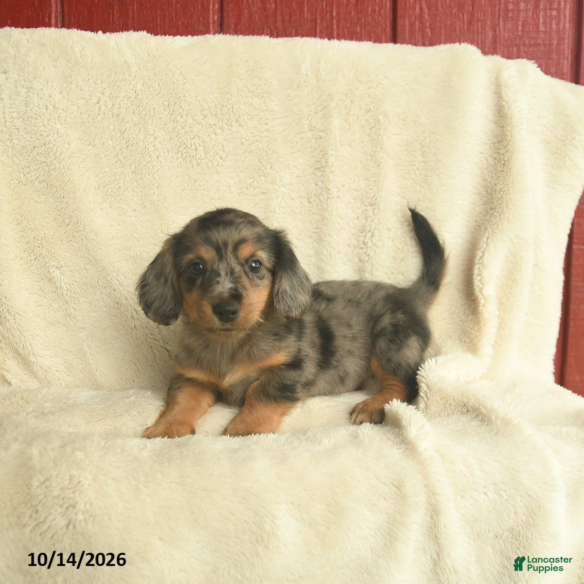 Dachshund dogs for sale: Larry  - Ad 1