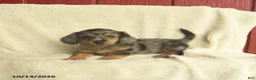 Dachshund dogs for sale: Larry  - Ad 1
