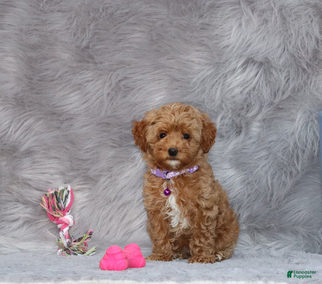 Havapoo dogs for sale: Eva 👨‍👨‍👧‍👦💞🐕 - Ad 17