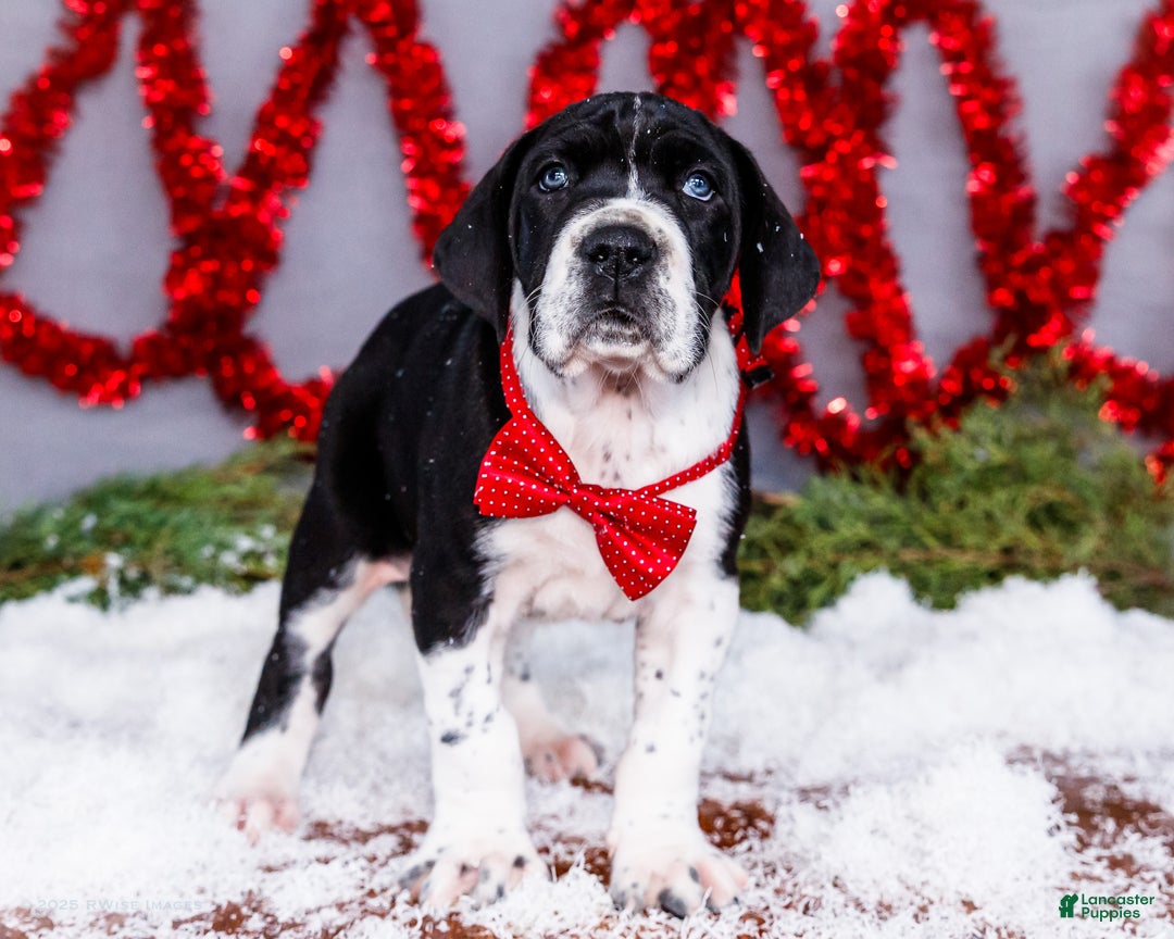 Great Dane dogs for sale: Cookie - Ad 18