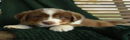 Miniature Australian Shepherd dogs for sale: Maple   - Ad 5