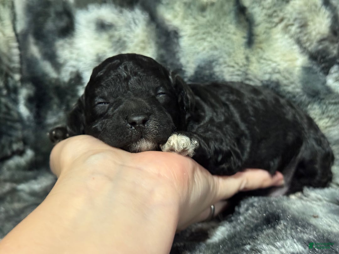 Toy Poodle dogs for sale: Oreo - Ad 2