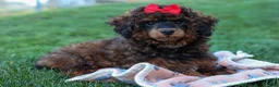 Miniature Poodle dogs for sale: MARSHALL - Ad 7