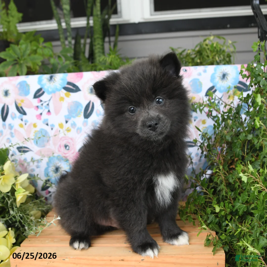 Pomeranian dogs for sale: Cheeky - Ad 5