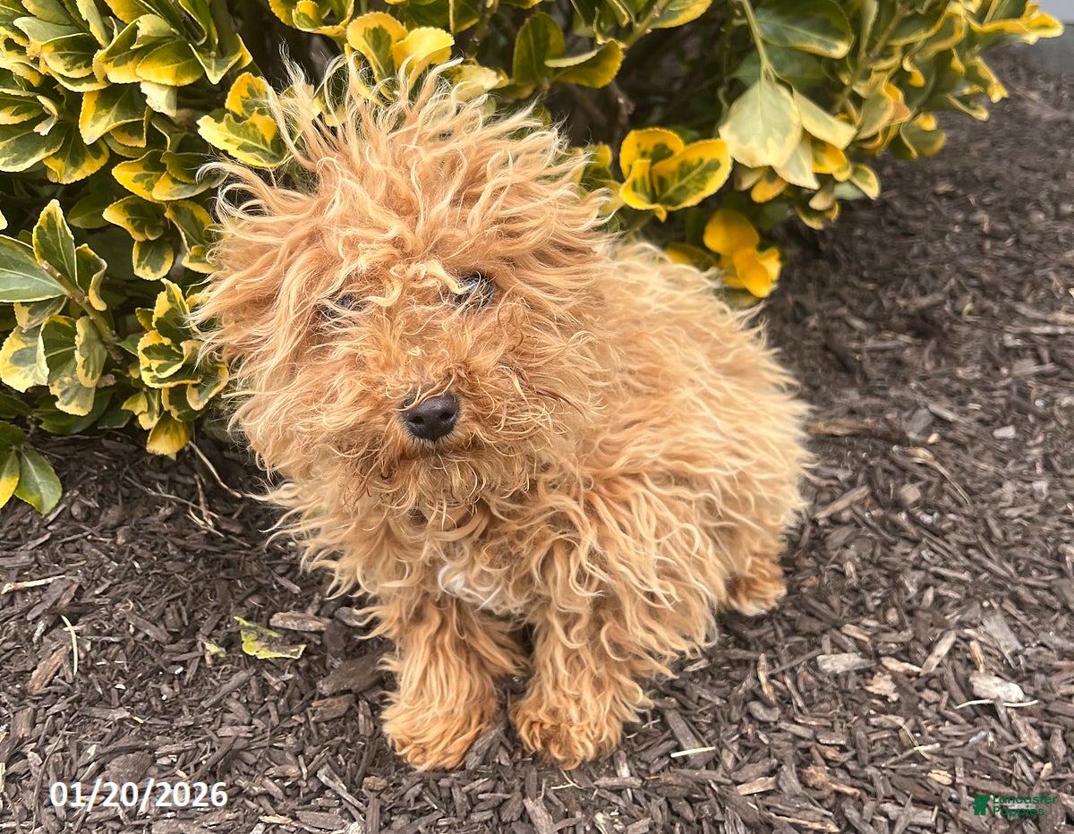 Bichpoo dogs Milly - Ad 7