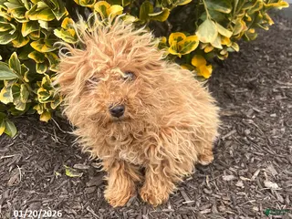 Bichpoo dogs Milly - Ad 39