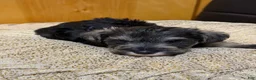 Schnauzer dogs for sale: Schnauzer Puppy 1 - Ad 2