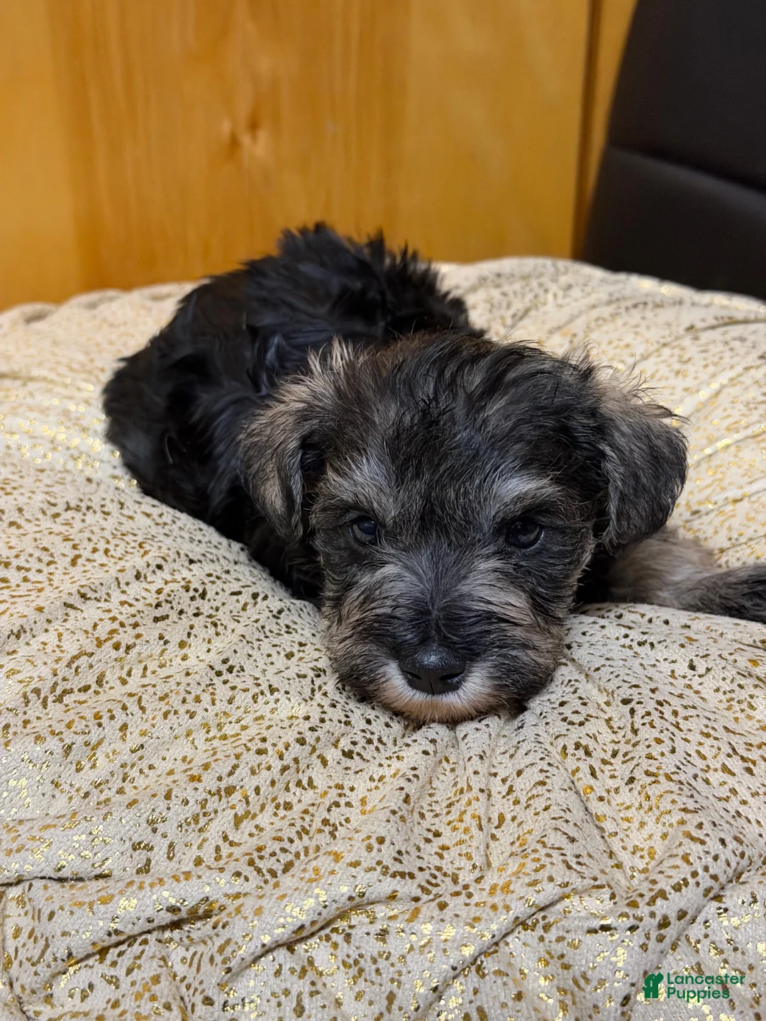 Schnauzer dogs for sale: Schnauzer Puppy 1 - Ad 2