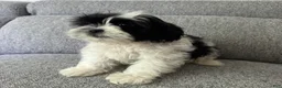 Shih Tzu dogs for sale: Bob - Ad 3