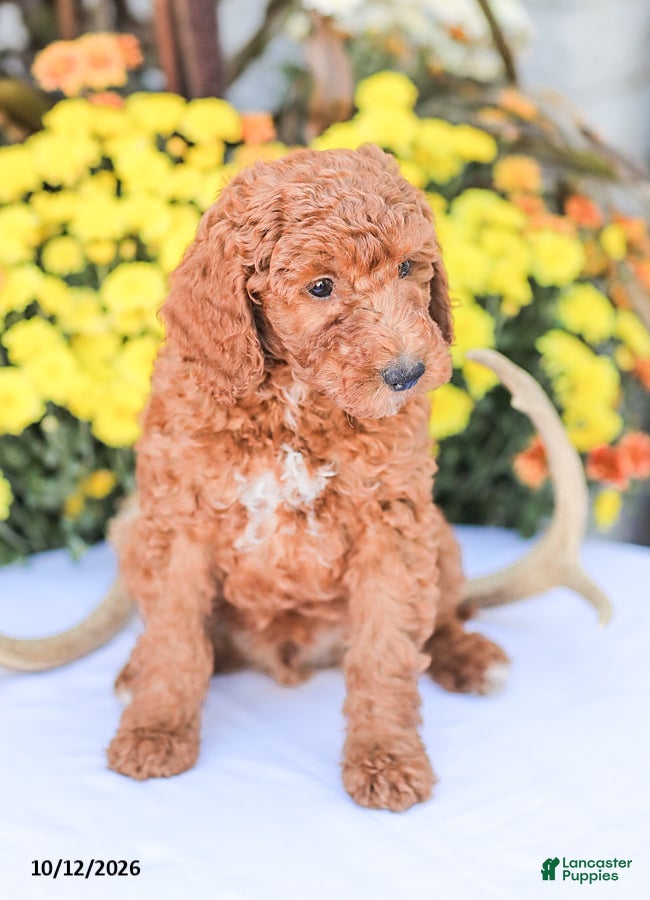 Miniature Poodle dogs Big Boy - Ad 2