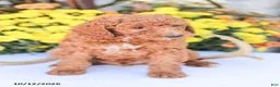 Miniature Poodle dogs for sale: Big Boy - Ad 2
