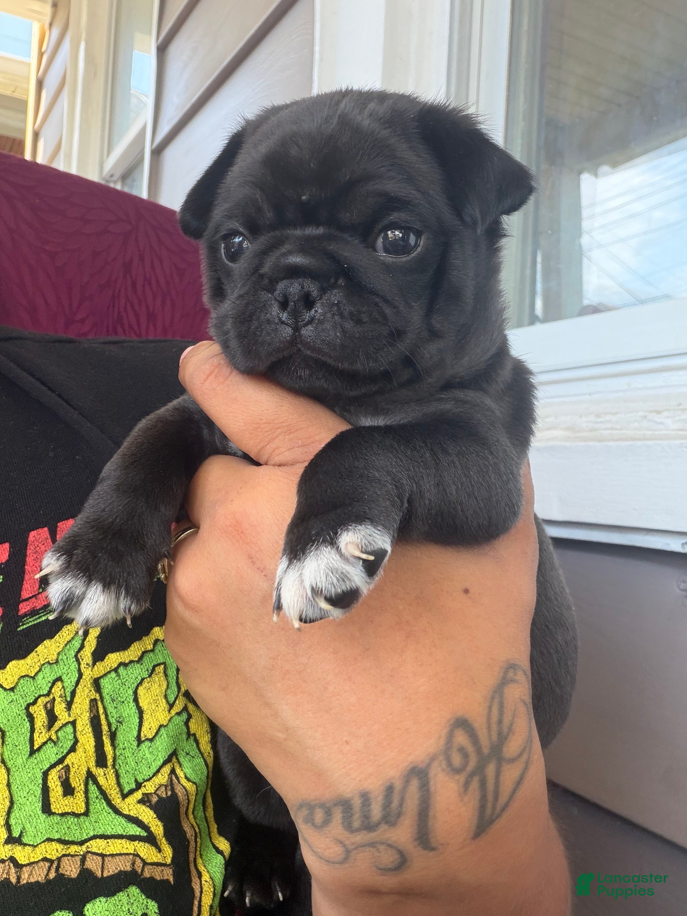 Pug dogs Pug Puppy 4 Luke  - Ad 2