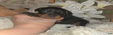 Miniature Pinscher Puppy 5