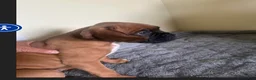 Boxer dogs for sale: Boxer 2 - Ad 4