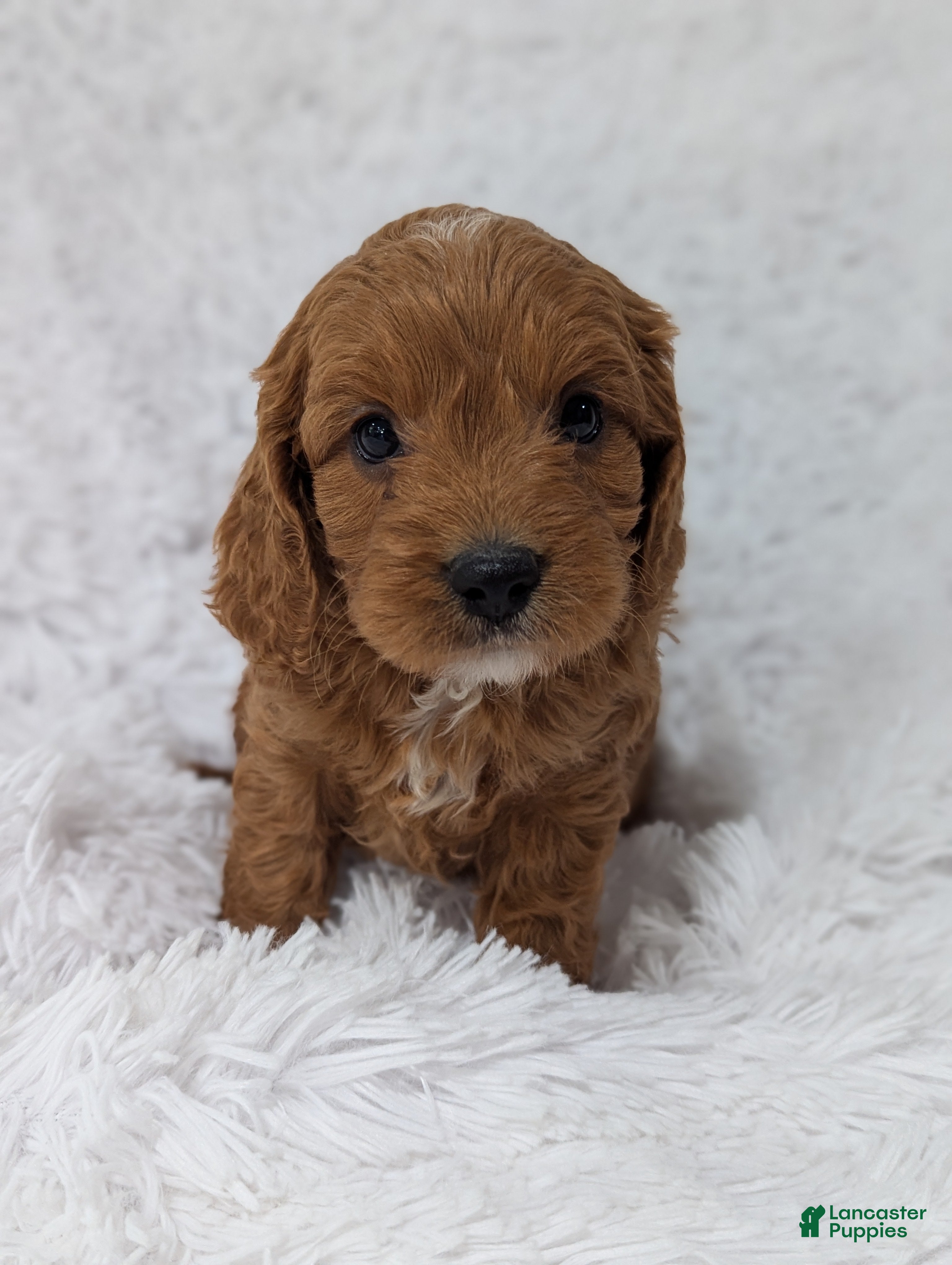Cavapoo dogs Bellie - Ad 2