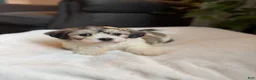 Teddy Bear dogs for sale: Cora - Ad 4
