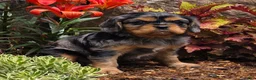 Cavalier King Charles Spaniel dogs for sale: Violet - Ad 12