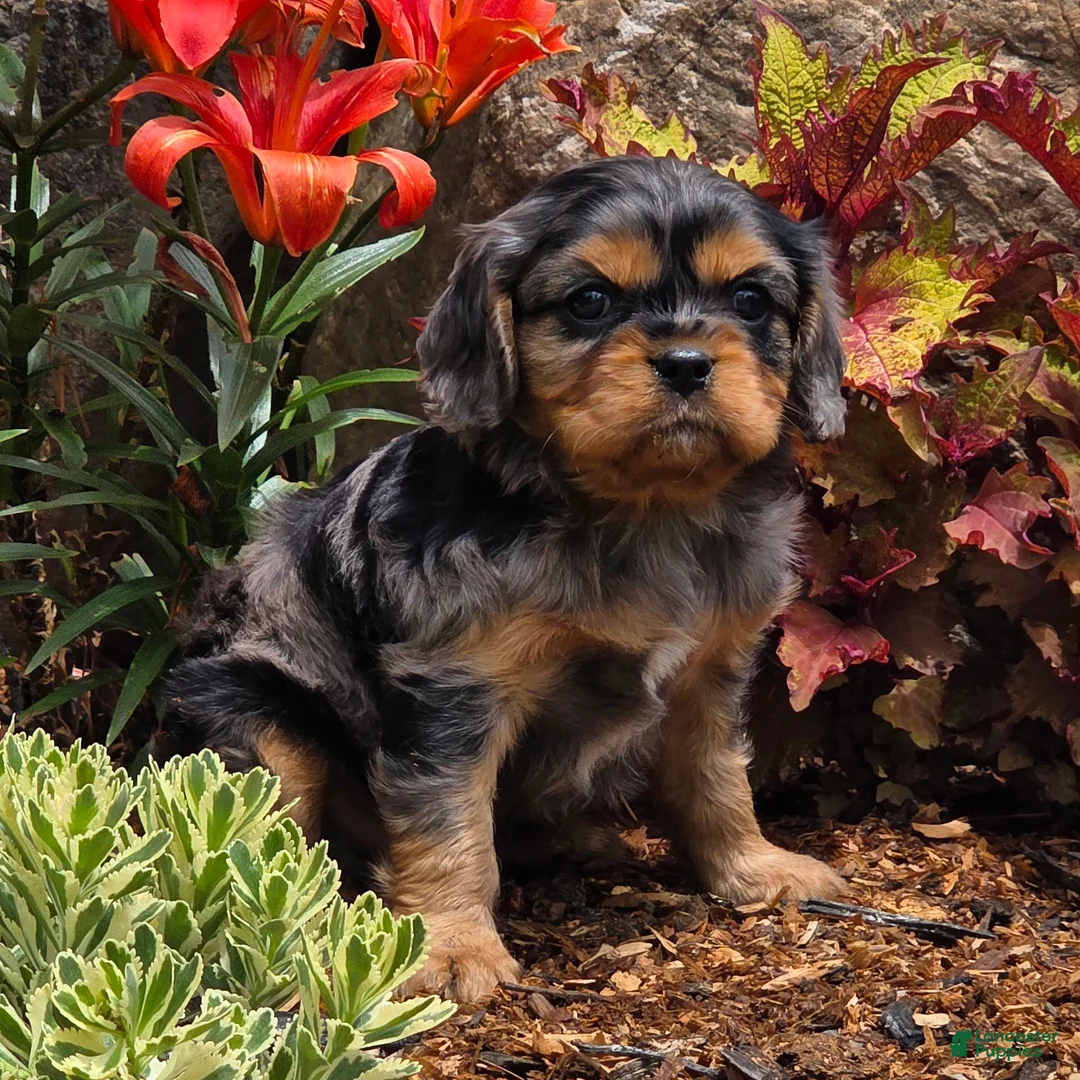 Cavalier King Charles Spaniel dogs for sale: Violet - Ad 12