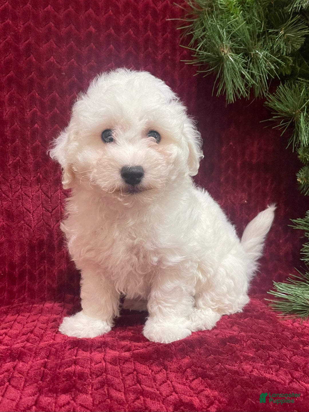 Bichon Frise dogs for sale: Rocket - Ad 3