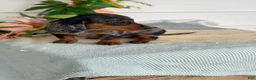 Miniature Dachshund dogs for sale: Jubilee - Ad 19