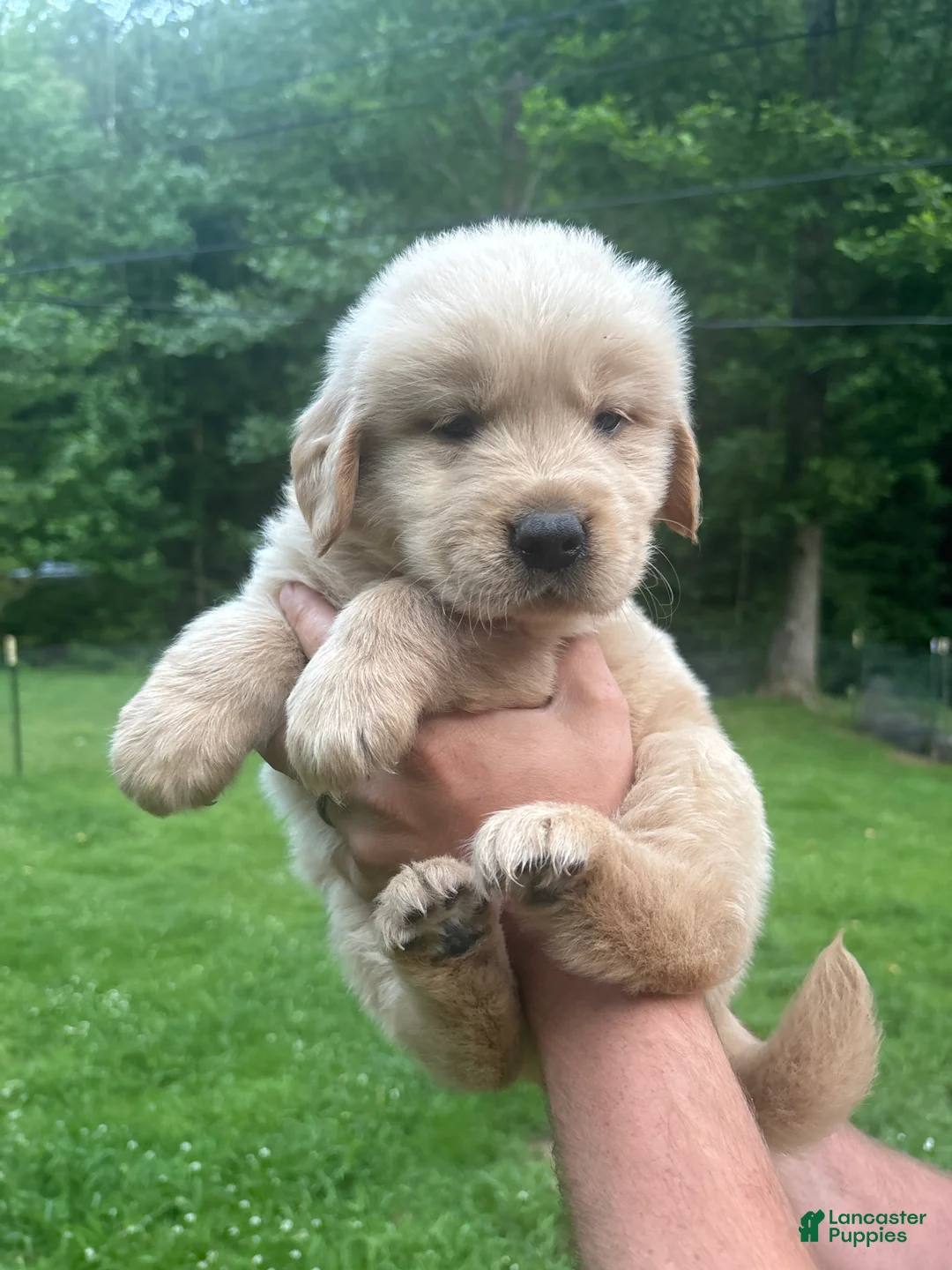 Golden Retriever dogs for sale: Golden Retriever Puppy 2 - Ad 1