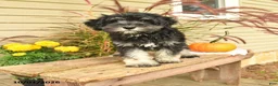 Miniature Schnauzer dogs for sale: Perlie - Ad 5