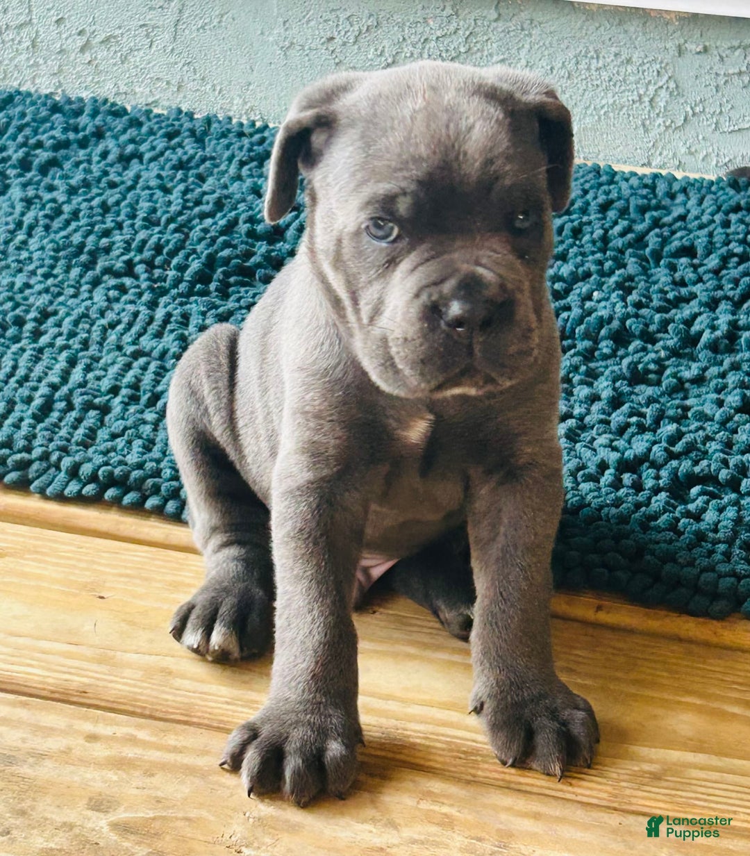 Gallery Image {{count}}