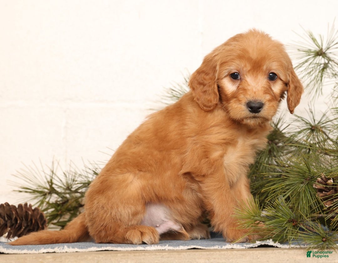 Mini Goldendoodle dogs for sale: Melvin - Ad 2