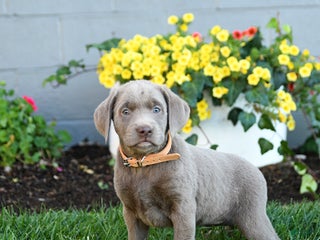 Labrador Retriever dogs - Ad 42