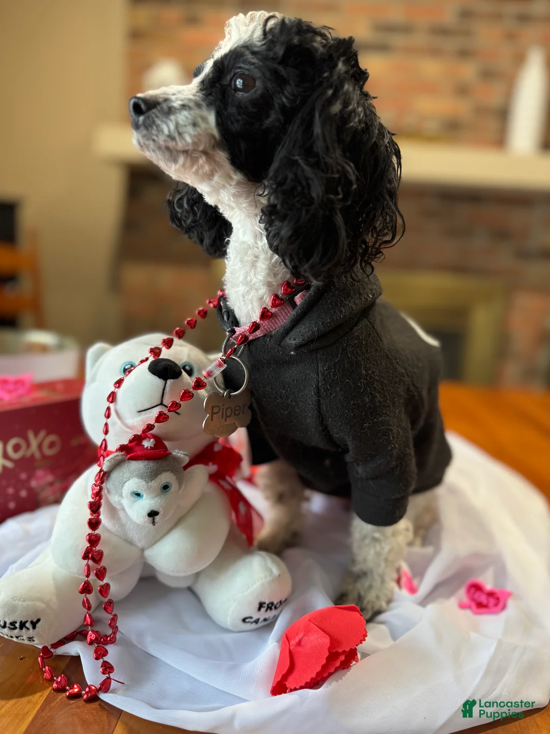 Toy Poodle dogs for sale: Stripe - Ad 5