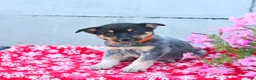 Australian Cattle Dog dogs for sale: Alexis - Ad 3
