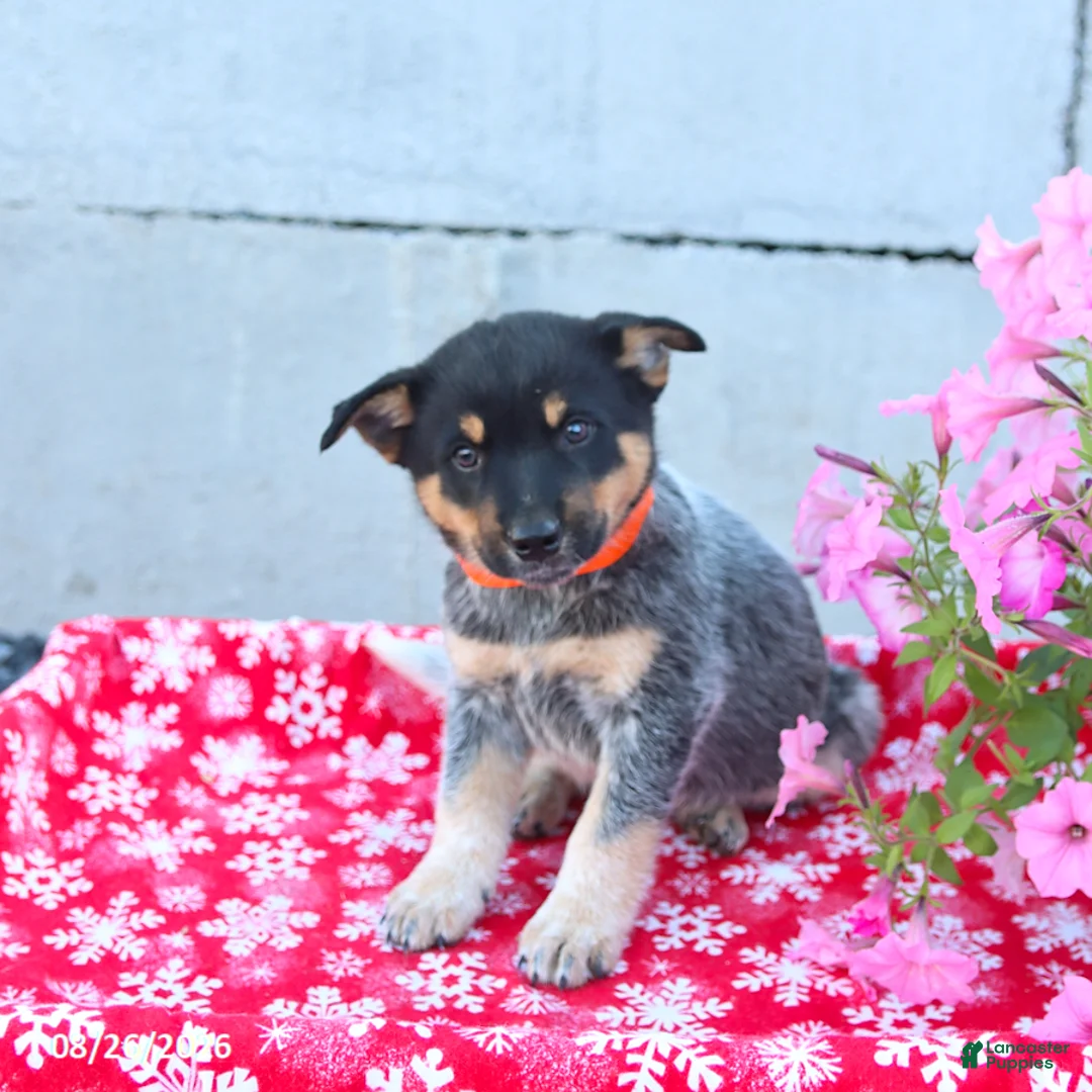 Australian Cattle Dog dogs for sale: Alexis - Ad 3