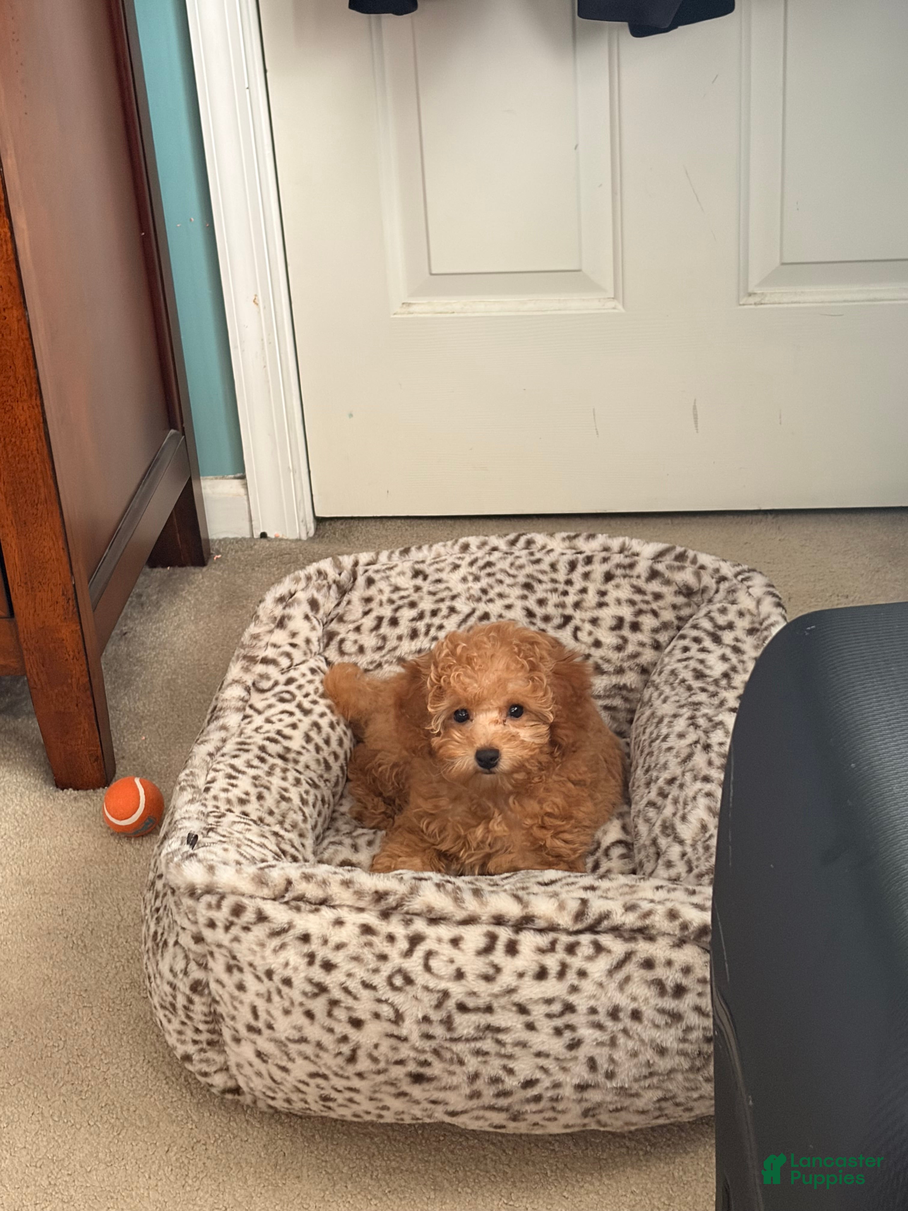 Miniature Poodle dogs Geo - Ad 21