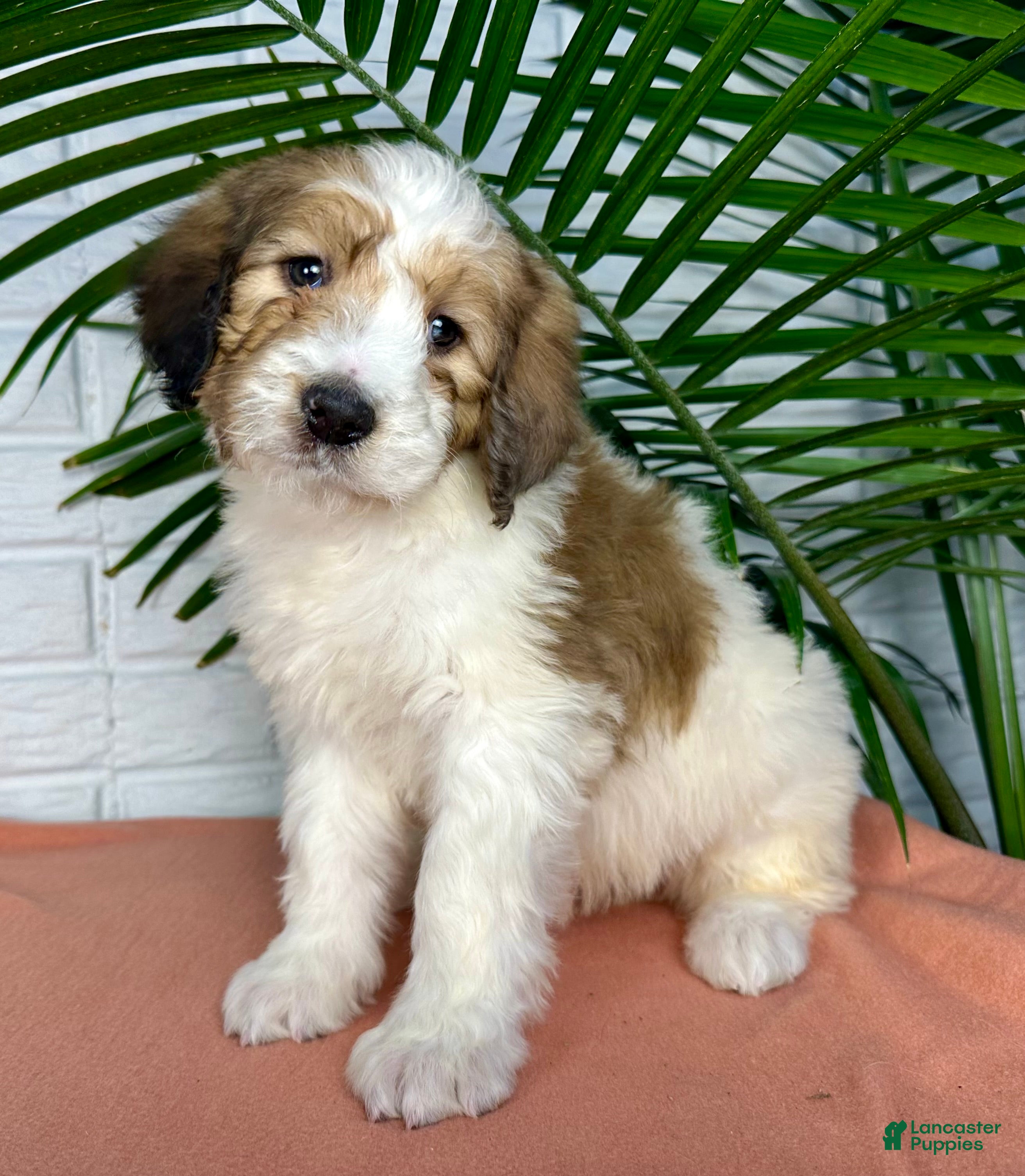 Saint Berdoodles dogs Daisy - Ad 2