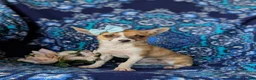 Chihuahua dogs for sale: Amelia 6 lbs Full Grown - Ad 3