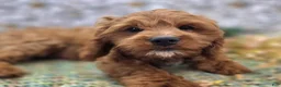 Cavapoo dogs for sale: Iceberg - Ad 19