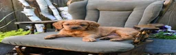 Miniature Golden Retriever dogs for sale: Connor - Ad 2