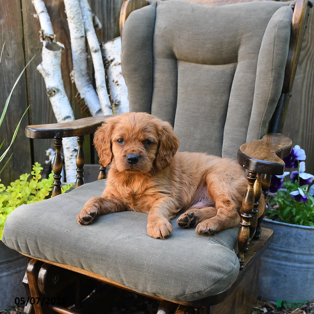 Miniature Golden Retriever dogs for sale: Connor - Ad 2