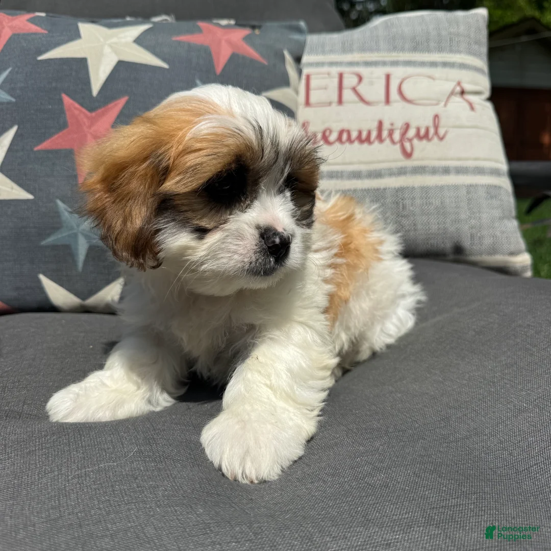 Teddy Bear dogs for sale: Beau - Ad 5