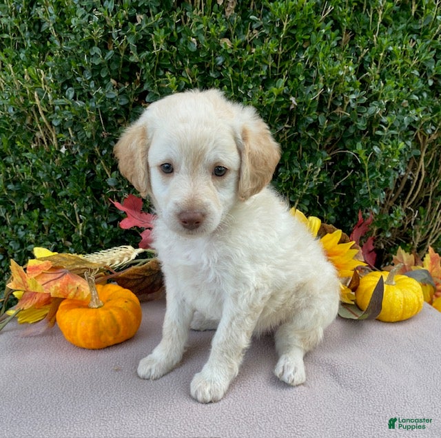 Miniature Labradoodle dogs for sale: Kenny - Ad 1