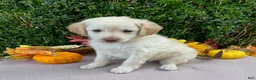 Miniature Labradoodle dogs for sale: Kenny - Ad 1