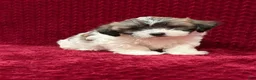 Teddy Bear dogs for sale: Nico  - Ad 3