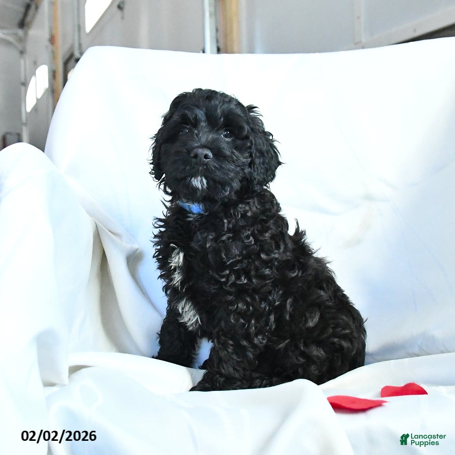 Cockapoo dogs Buster - Ad 11