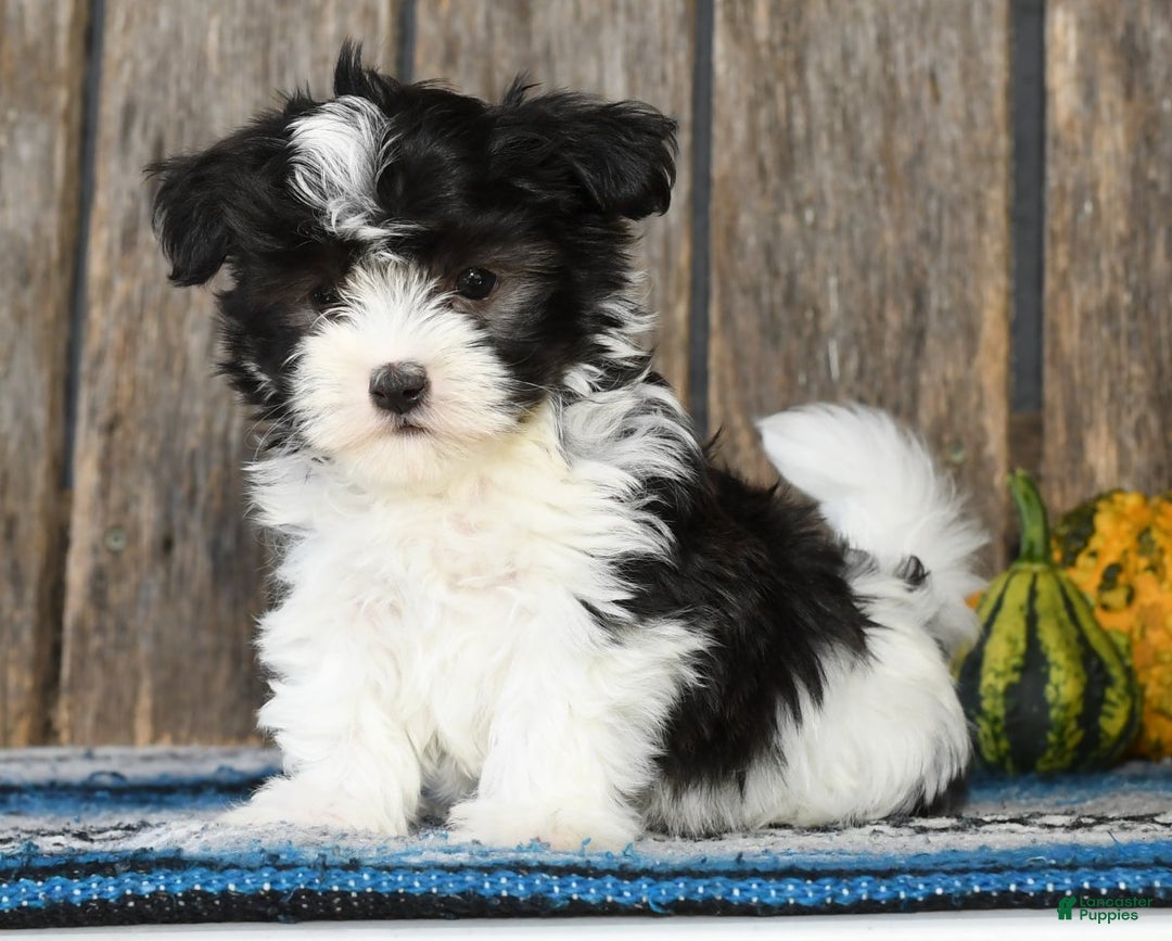 Adoption Havanese Puppies Craigslist Havanese Puppy Chlt And Wh ID