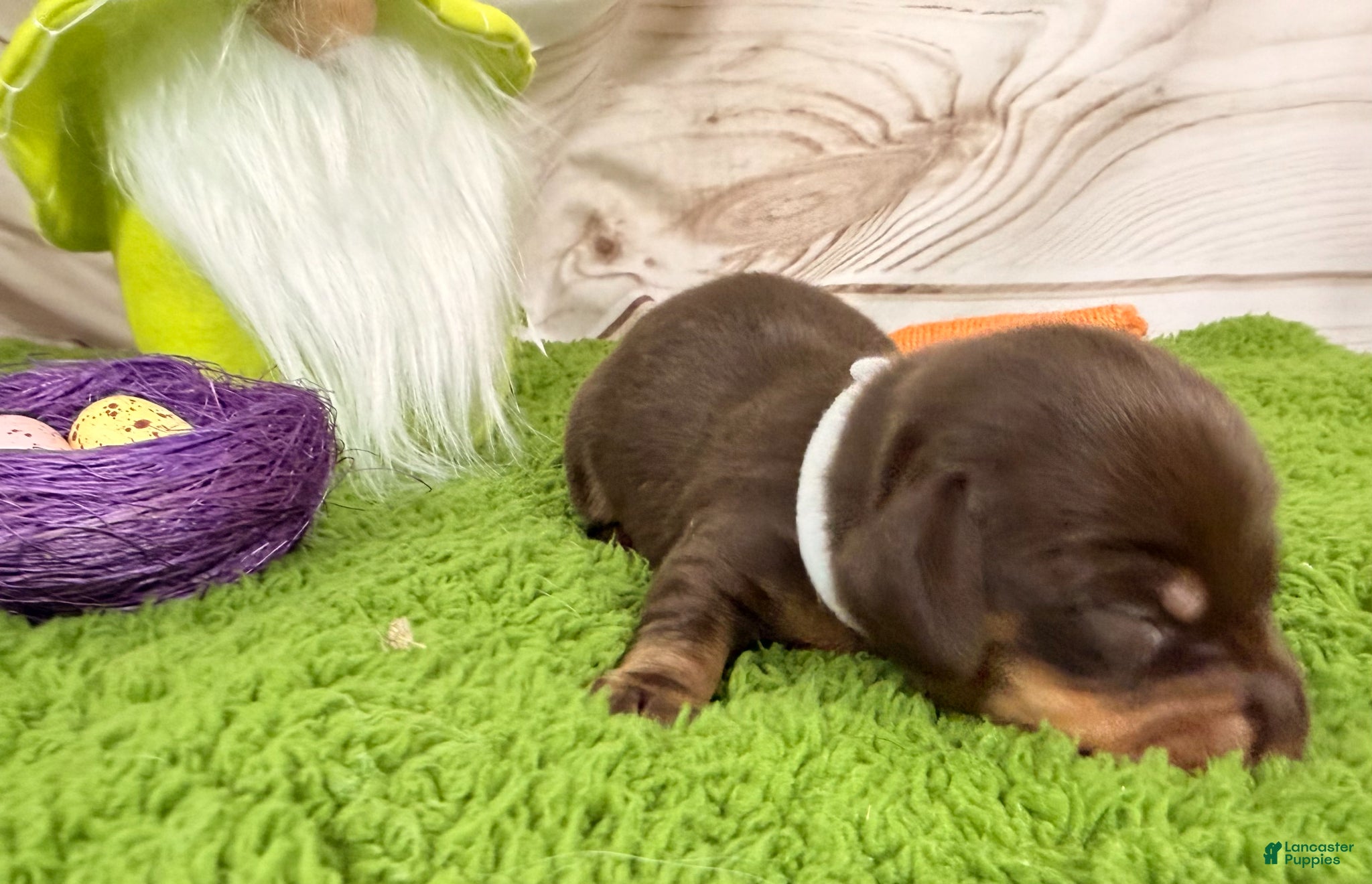 Miniature Dachshund dogs Miniature Dachshund Puppy 1 - Ad 22