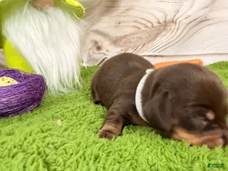 Miniature Dachshund dogs Miniature Dachshund Puppy 1 - Ad 22