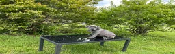 Cane Corso dogs for sale: Cane Corso Puppy 8 - Ad 2