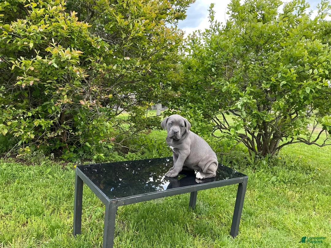 Cane Corso dogs for sale: Cane Corso Puppy 8 - Ad 2